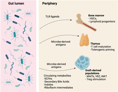 The contribution of the intestinal microbiome to immune recovery after HCT